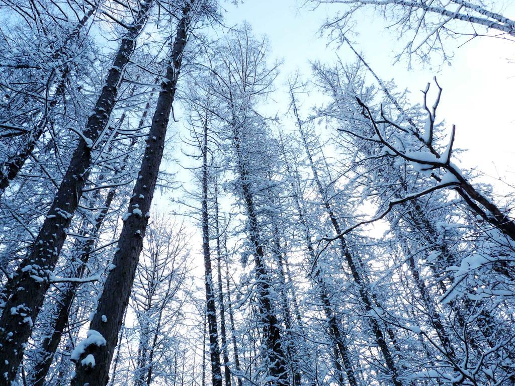 Shin Furano Prince Hotel المظهر الخارجي الصورة Snow-covered trees in the Black Forest